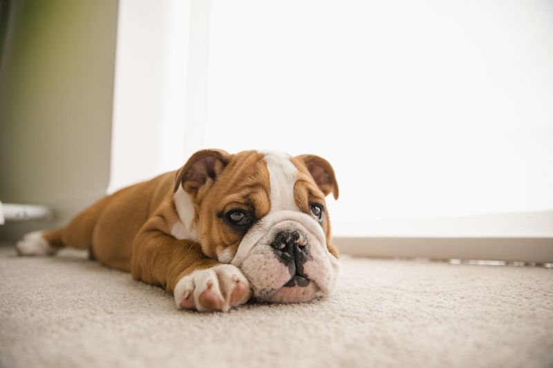 Carpet Burn Repair in Littleton, CO